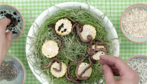 Chickens_worms